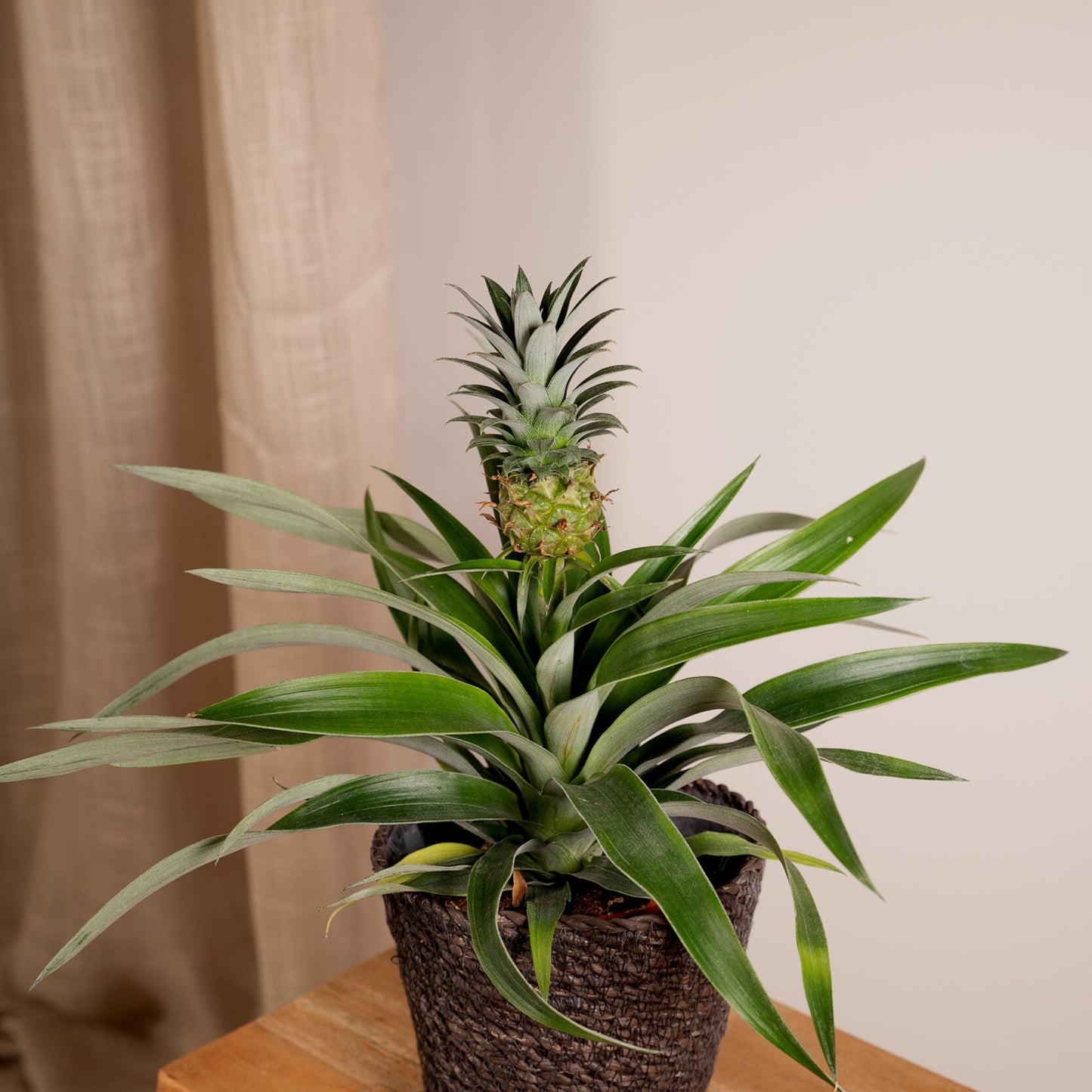 2 stuks Bromelia - Ananasplant - 30cm - ø12