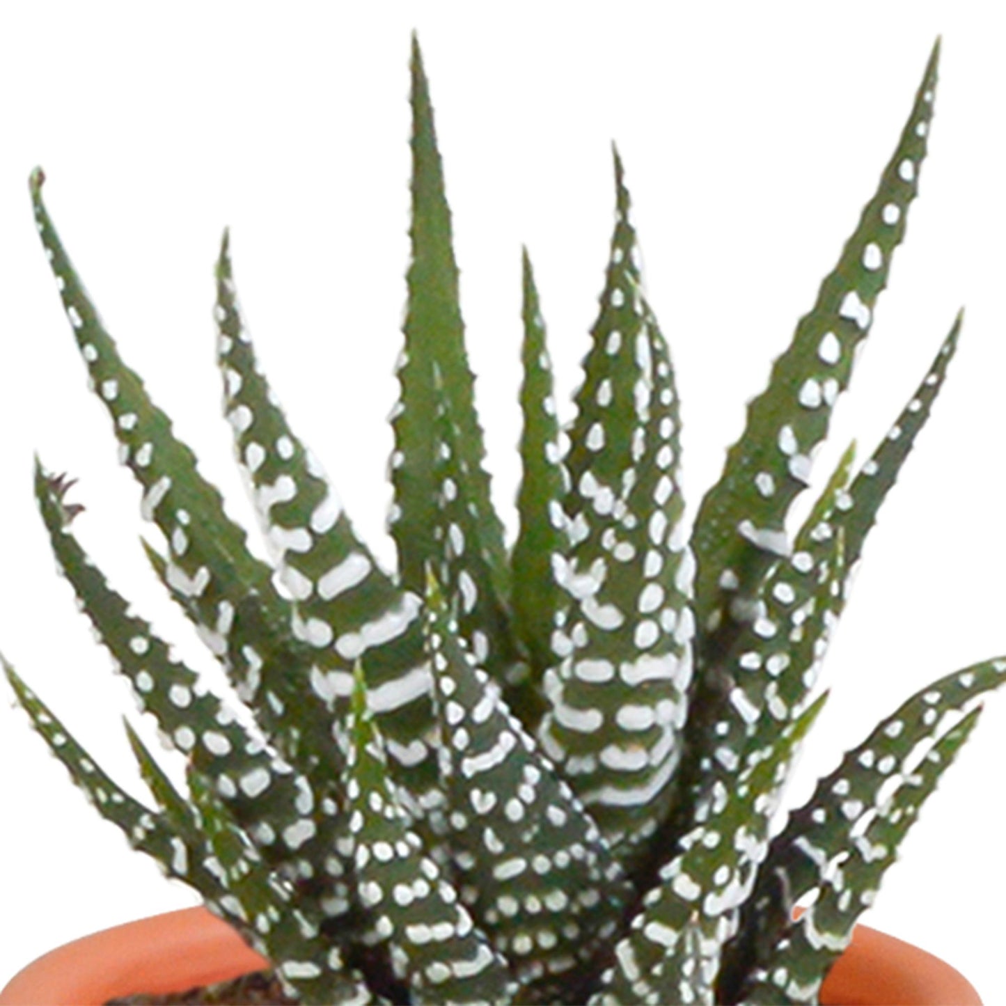 Cactus en vetplanten mix 5.5 cm | 15 stuks - zonder pot
