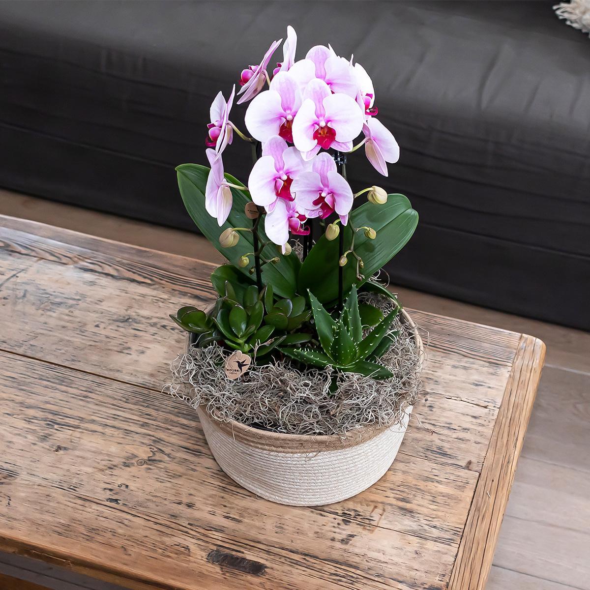 Kolibri Orchids | roze Phalaenopsis orchidee - Niagara Fall  - potmaat Ø12cm | bloeiende kamerplant - vers van de kweker