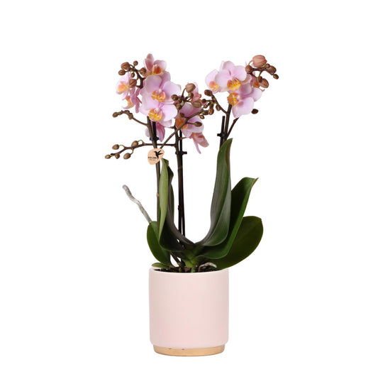 Kolibri Orchids | Roze Phalaenopsis orchidee – Andorra + Gold foot sierpot roze – potmaat Ø9cm – 35cm hoog | bloeiende kamerplant in bloempot - vers van de kweker