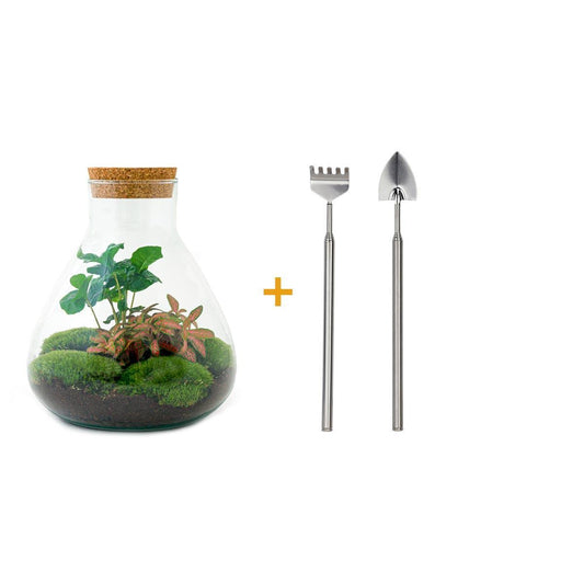 DIY terrarium - Sammie Coffea - ↕ 27 cm - Rake + Shovel
