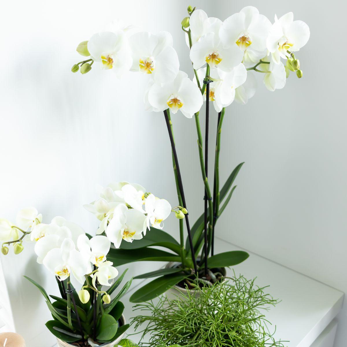 Kolibri Orchids | witte Phalaenopsis orchidee - Dame Blanche - potmaat Ø12cm | bloeiende kamerplant - vers van de kweker