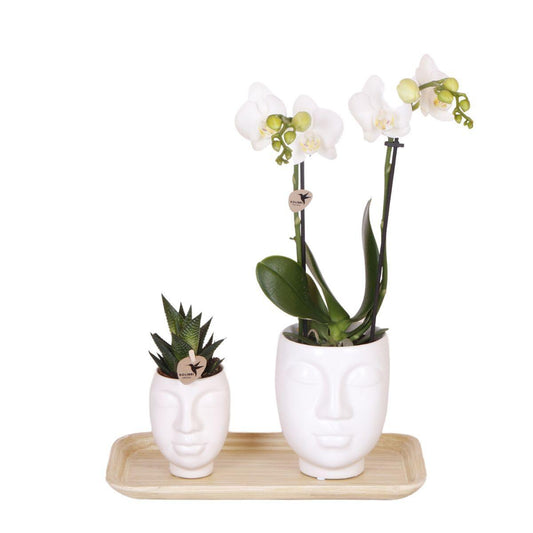 Kolibri Company - Planten set Inner Retreat | Set met witte Phalaenopsis Orchidee Amabilis  Ø9cm en groene plant Rhipsalis Ø6cm en Bamboo plate oval | incl. witte keramieken sierpotten