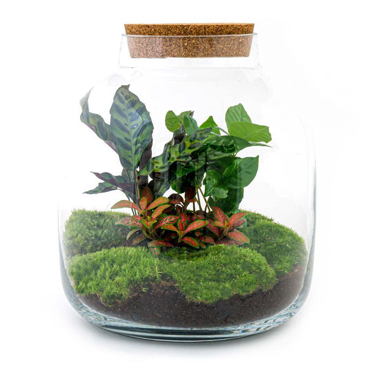 DIY terrarium - Billie Botanical - ↕ 30 cm - Normal