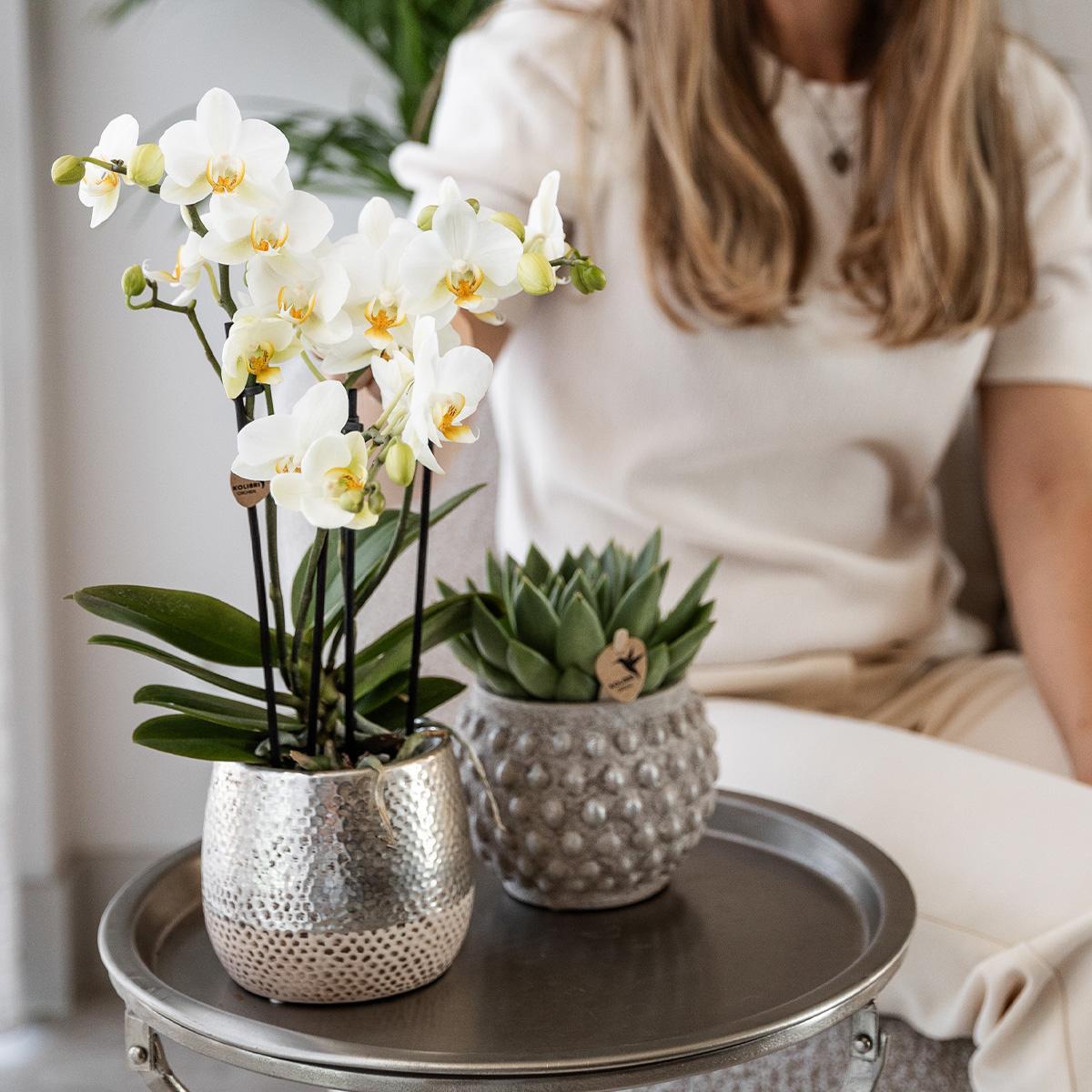Kolibri Orchids | witte Phalaenopsis orchidee - Amabilis + Elite pot silver- potmaat Ø9cm - 35cm hoog | bloeiende kamerplant - vers van de kweker