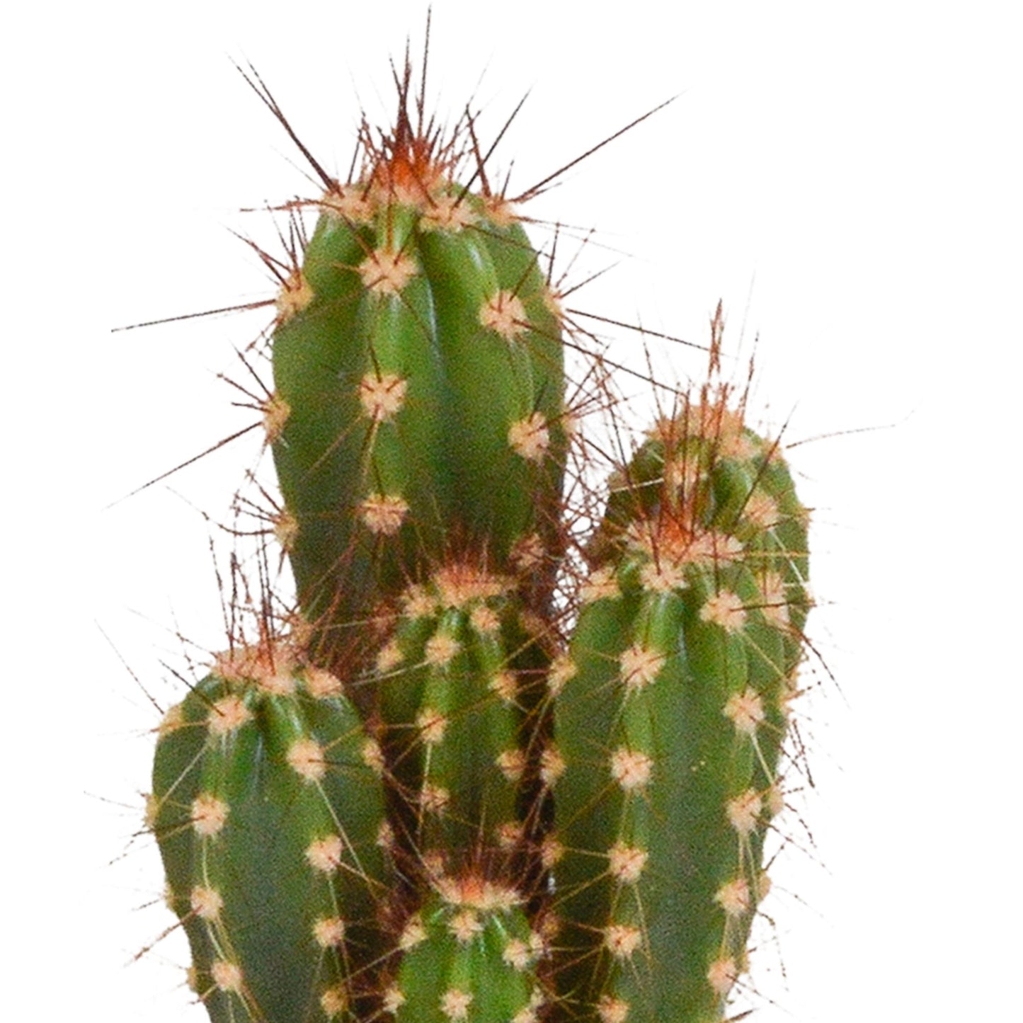 Cactus mix 5.5 cm - 5x - in witte pot