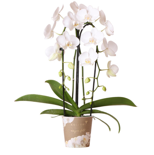 Kolibri Orchids | witte Phalaenopsis orchidee - Niagara Fall  - potmaat Ø12cm | bloeiende kamerplant - vers van de kweker
