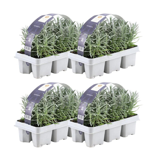 4 x 6 pack (24 stuks) Lavender angustifolia - 24 x Ø7 cm - ↕15 cm