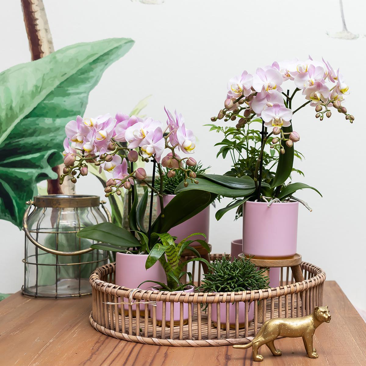 Kolibri Home | Gold foot pink bloempot - Roze keramieken sierpot met gouden rand - Ø9cm
