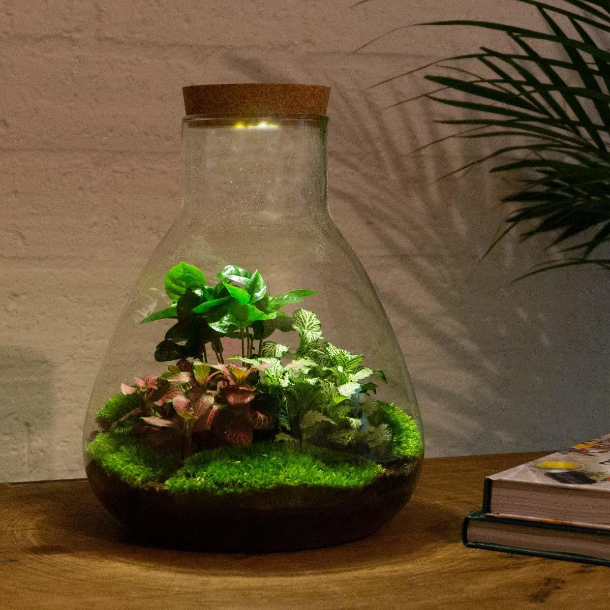 DIY terrarium - Sam Coffea met lamp - ↕ 30 cm - Rake + Shovel