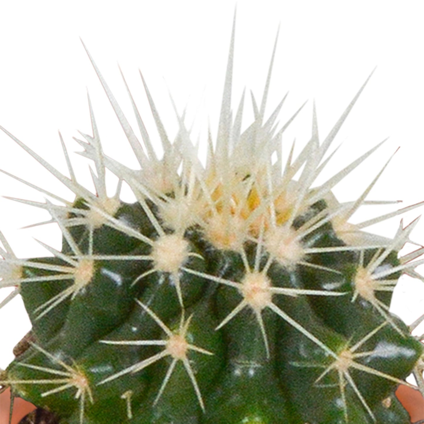 Cactus en vetplanten mix 5.5 cm | 15 stuks - zonder pot
