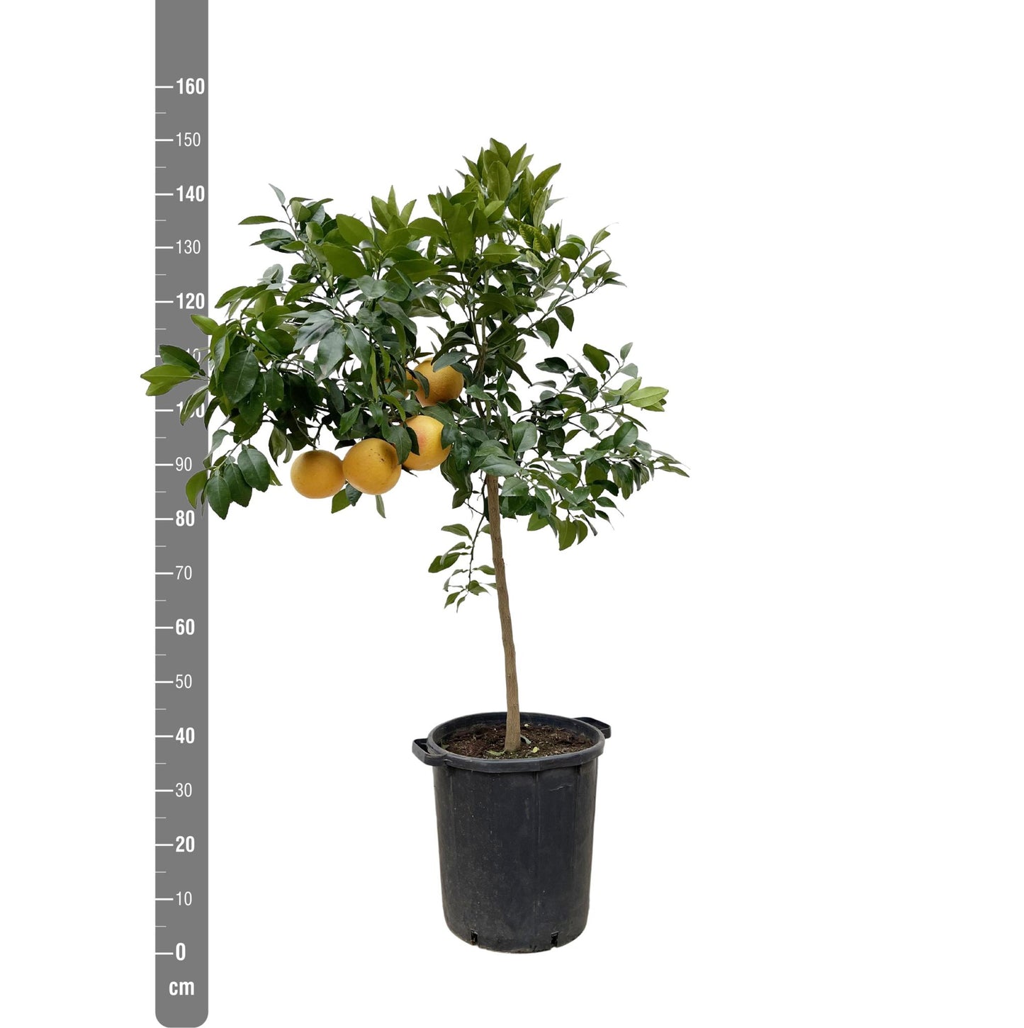 Citrus Pompelmo - 150 cm - ø40