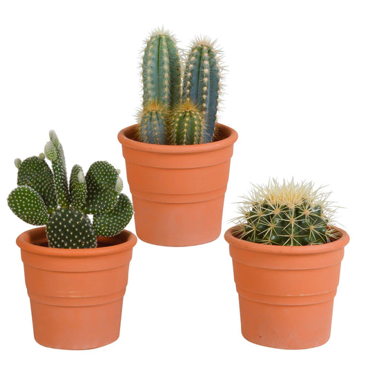 Cactus mix 10.5 cm - 3x - in terracotta pot