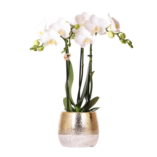 Kolibri Orchids | witte Phalaenopsis orchidee – Amabilis + Elite pot gold – potmaat Ø9cm – 40cm hoog | bloeiende kamerplant in bloempot - vers van de kweker