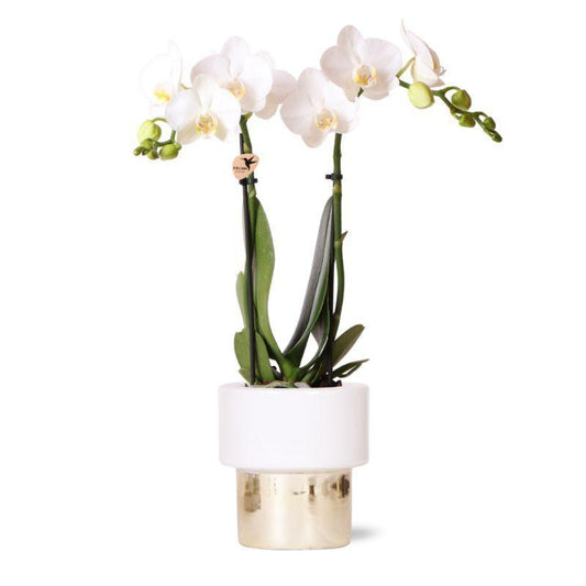 Kolibri Orchids | witte Phalaenopsis orchidee - Amabilis + Lush pot - potmaat Ø9cm - 35cm hoog | bloeiende kamerplant - vers van de kweker