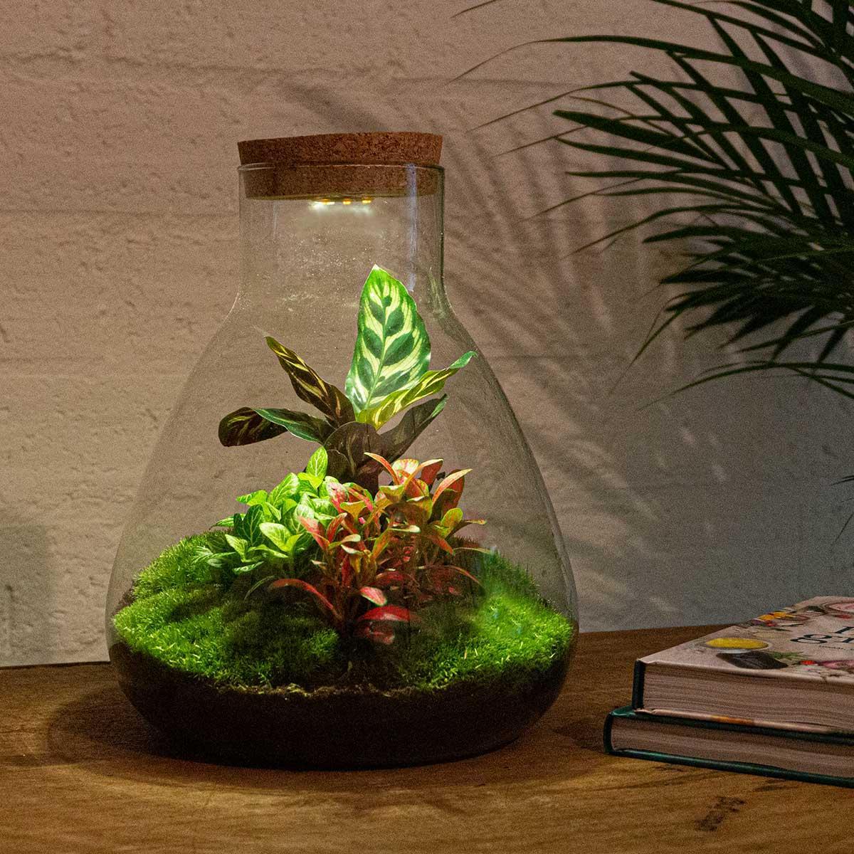 DIY terrarium - Sam Calathea with Light - ↕ 30 cm - Rake + Shovel