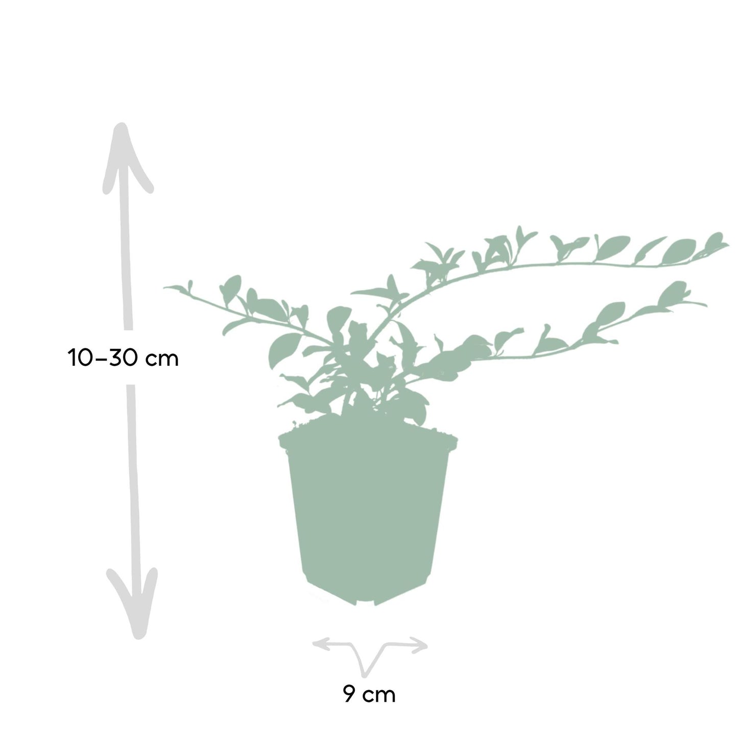 6x Cotoneaster dammeri - ↕10-25cm - Ø9cm