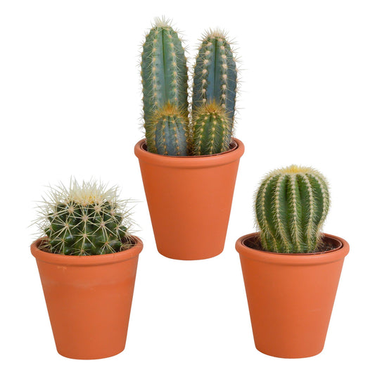 Cactus mix 8.5 cm - 3x - in terracotta pot