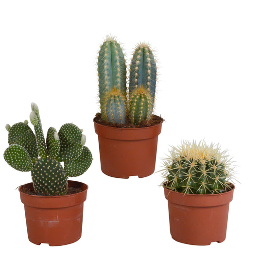Cactus mix 10.5 cm - 3x - zonder pot